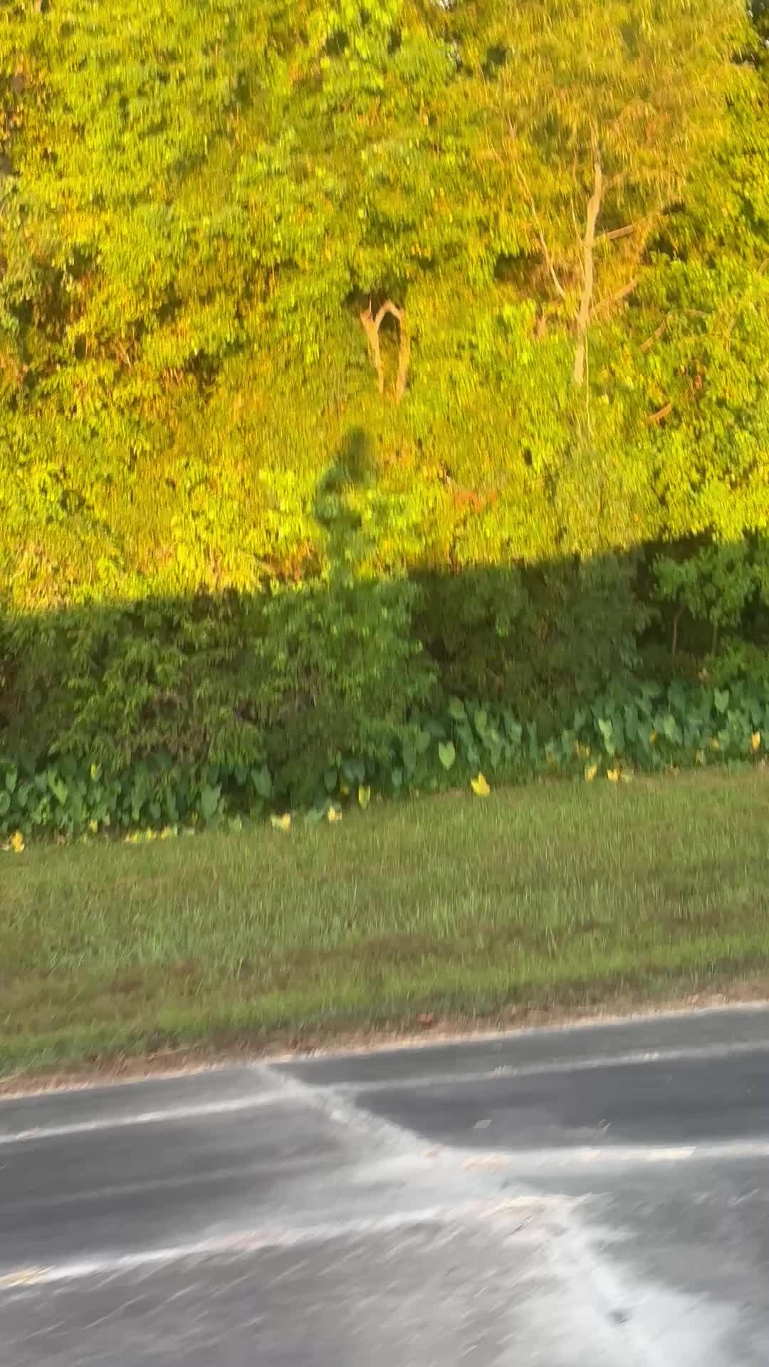 Morning Ride