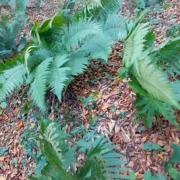 El dron perdido y hallado en el bosque. San Vitor.