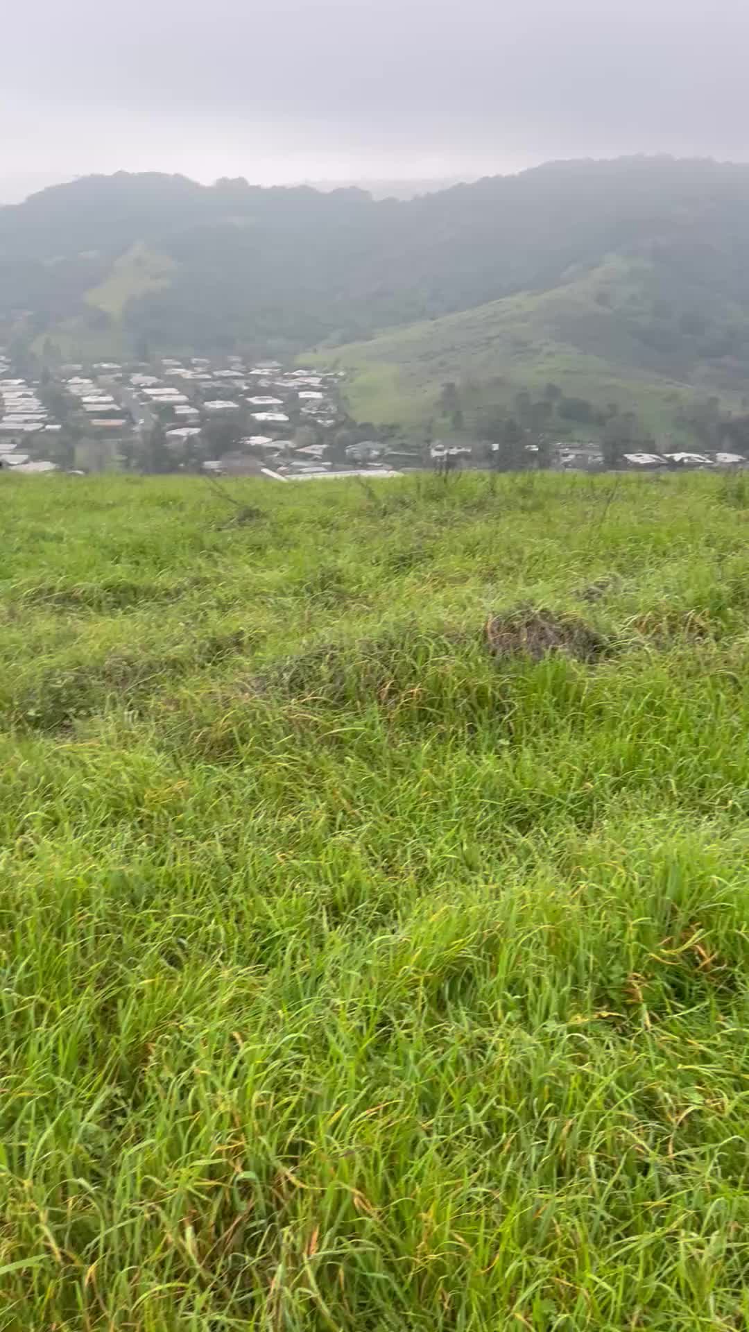The search for the coyote. They were all calming walking next to me until they smelled it. Tilly was on the track. It crossed left to right ahead of us.